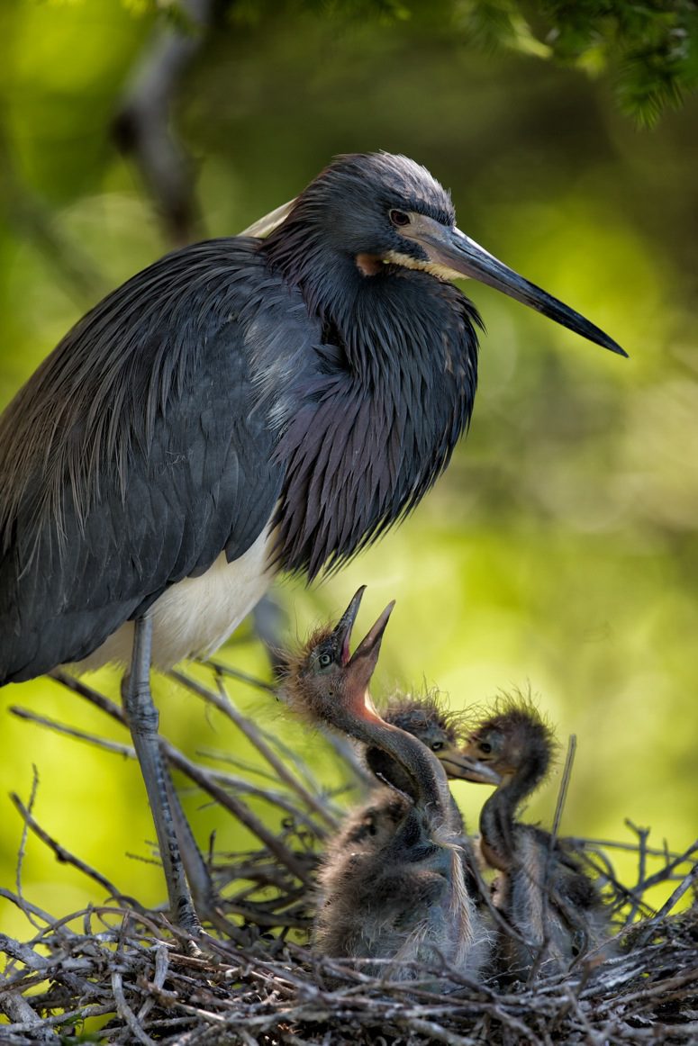 Feeding Time